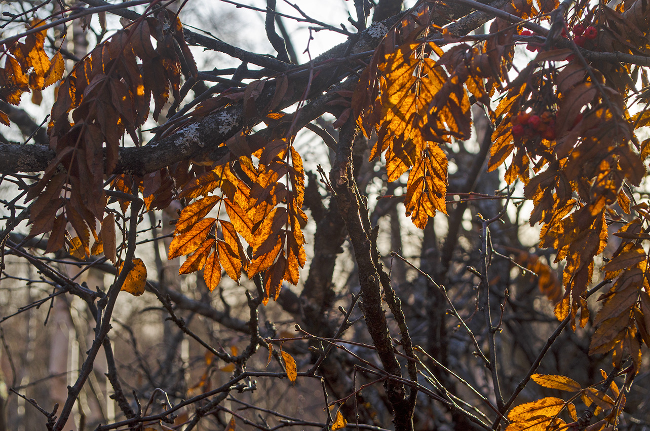 Изображение особи род Sorbus.