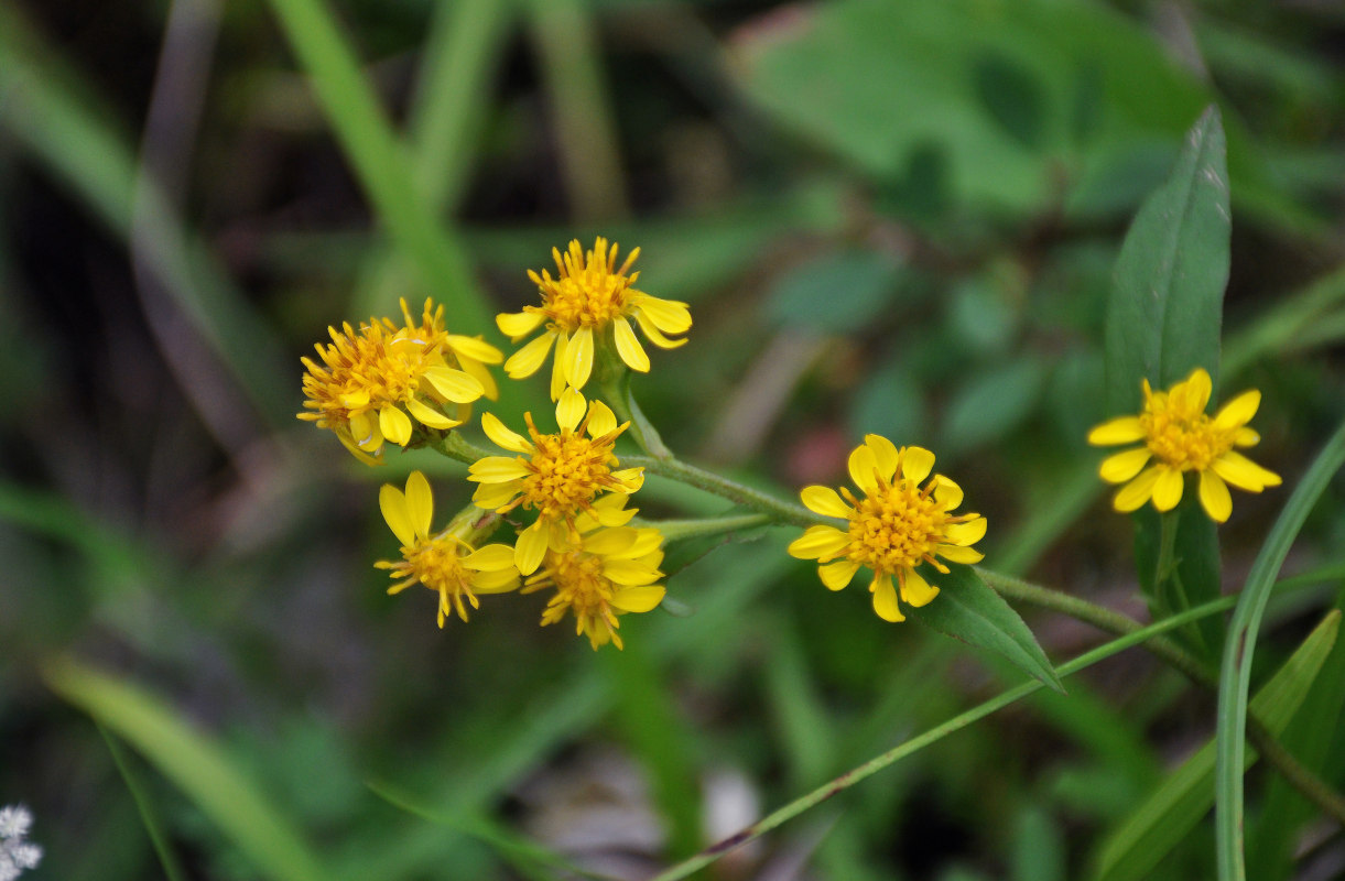 Изображение особи Solidago virgaurea ssp. dahurica.