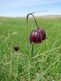 Fritillaria meleagroides