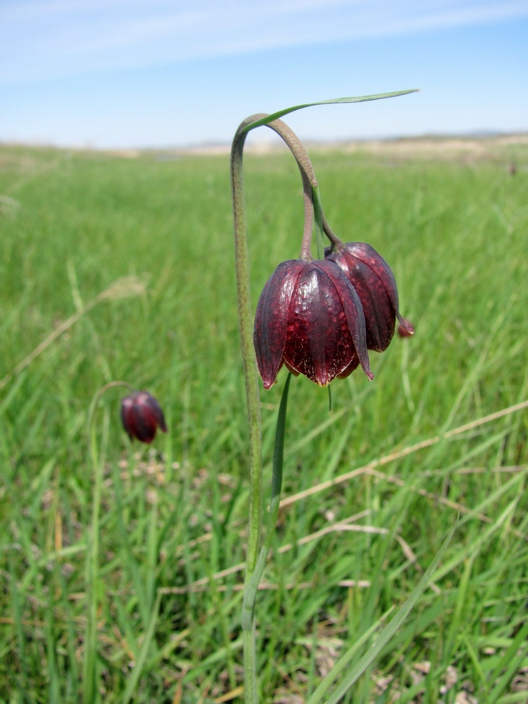 Изображение особи Fritillaria meleagroides.
