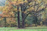 Quercus robur. Нижние части старых деревьев с листьями в осенней окраске. Санкт-Петербург, Старый Петергоф, парк \"Сергиевка\", опушка смешанного леса. 11.10.2020.