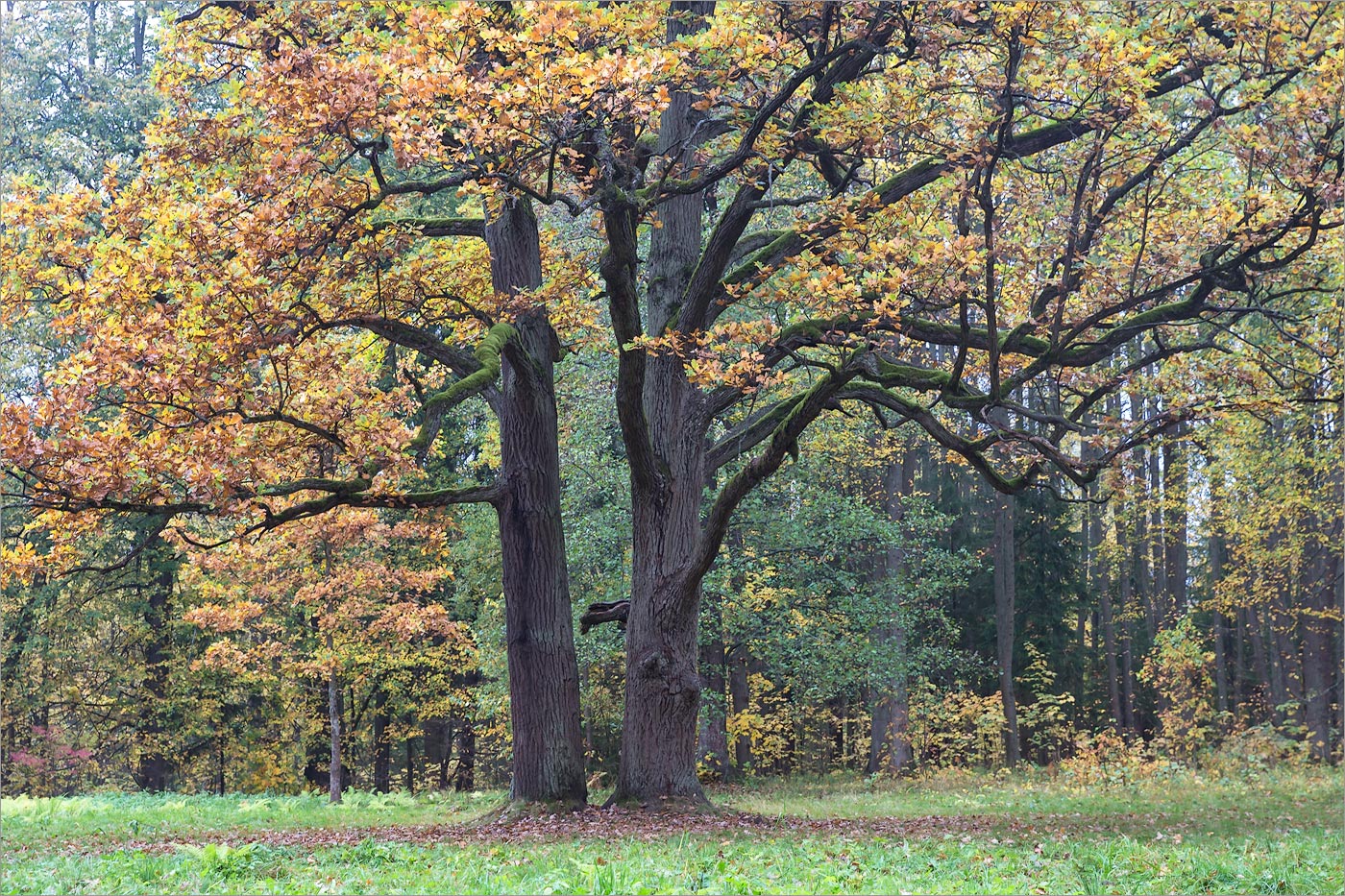 Изображение особи Quercus robur.