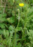 genus Ranunculus. Соцветие. Азербайджан, Ярдымлинский р-н. 14.04.2010.