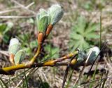 Salix crassijulis. Часть ветви с распускающимися листьями. Магаданская обл., г. Магадан, около здания ИБПС, в посадках. 02.06.2020.