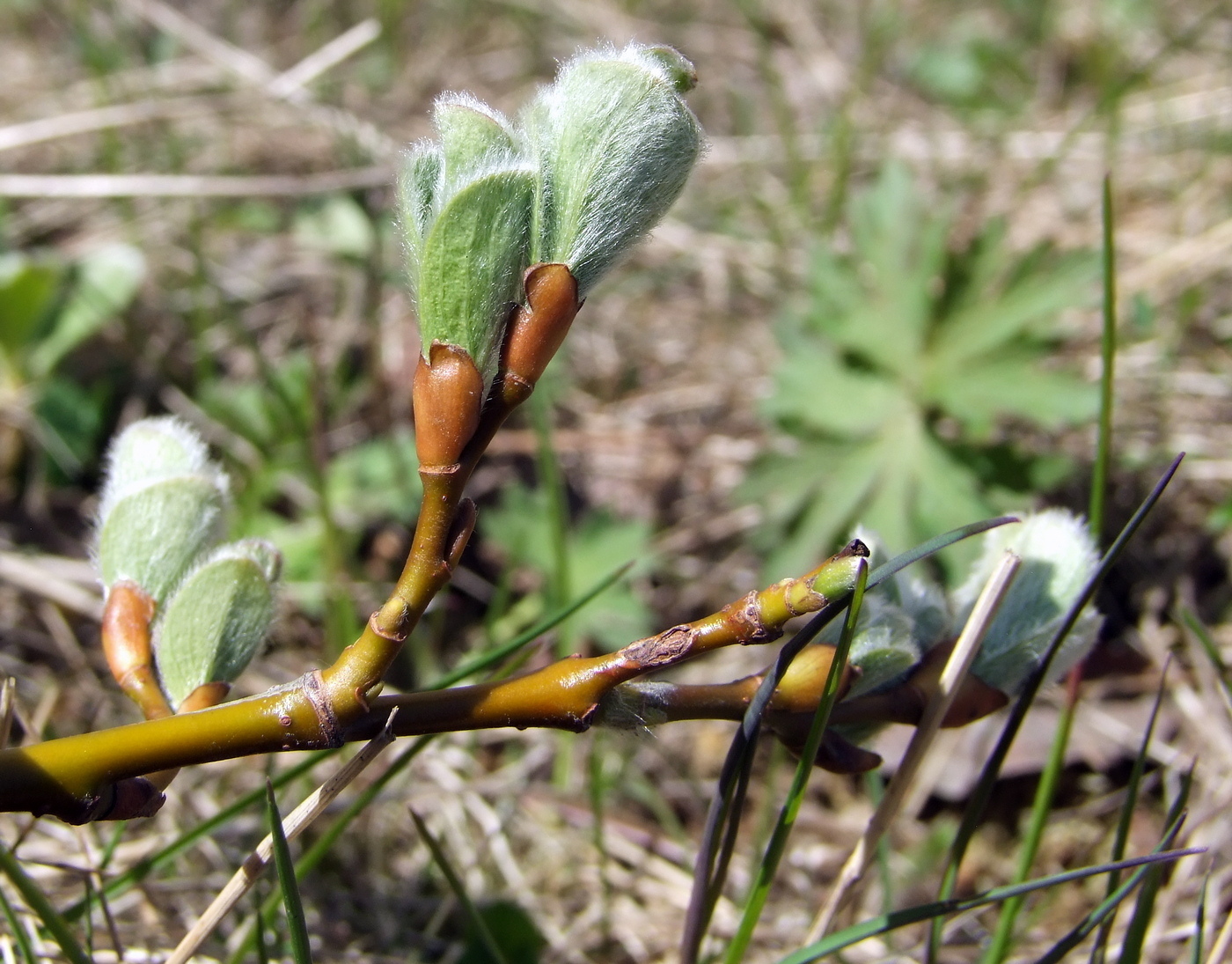 Image of Salix crassijulis specimen.