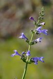 Nepeta sibirica. Соцветие. Алтай, Чемальский р-н, ур. Чечкыш, луговой склон. 06.07.2021.