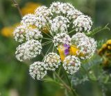 Cicuta virosa. Соцветие. Московская обл., Одинцовский р-н, г. Кубинка, сырая водоотводная канава на пустыре. 01.08.2021.