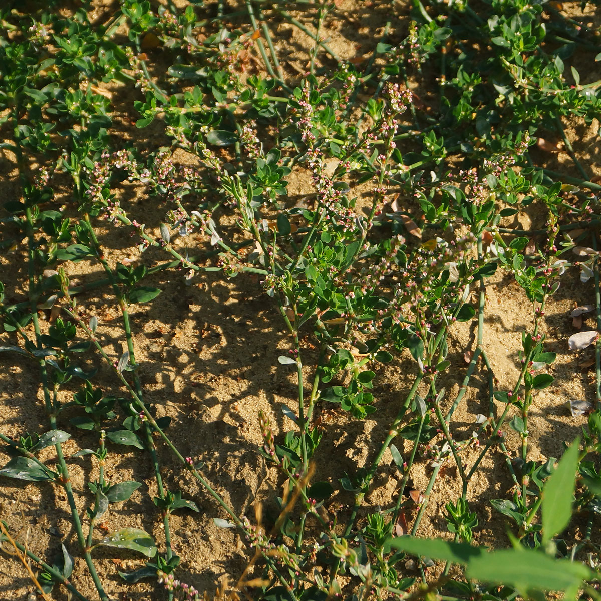 Изображение особи Polygonum arenastrum.