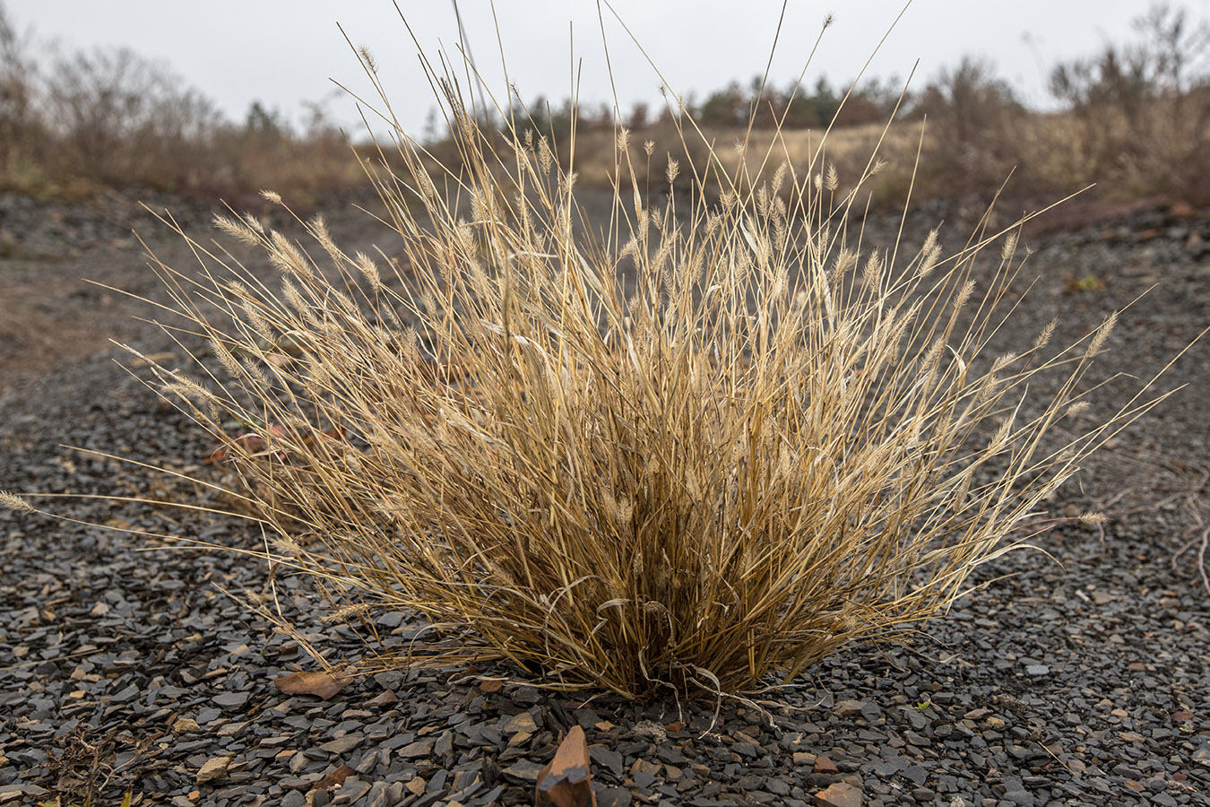 Image of genus Setaria specimen.