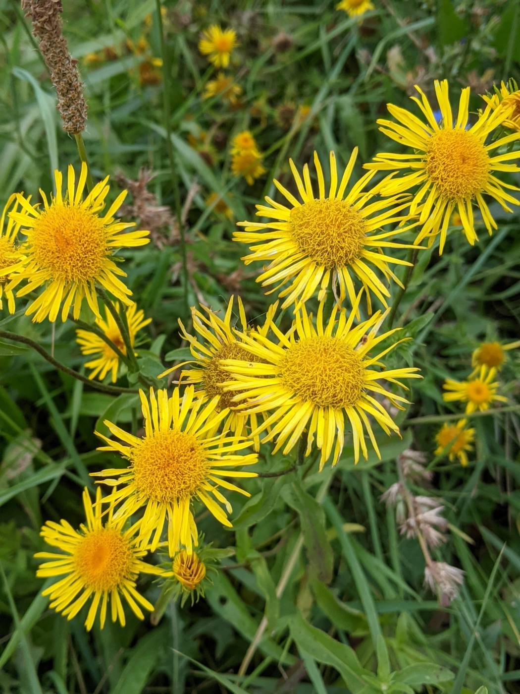 Image of Inula britannica specimen.