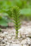 Equisetum telmateia. Вегетирующее растение. Краснодарский край, Крымский р-н, окр. станицы Неберджаевская, ур. Глубокий Яр, буково-дубово-грабовый лес, у ручья. 24.04.2022.