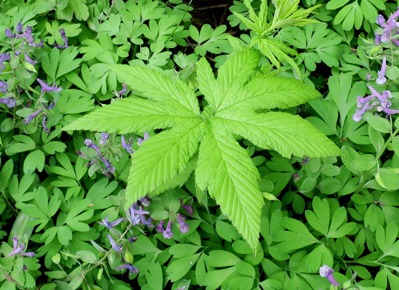 Image of Filipendula camtschatica specimen.