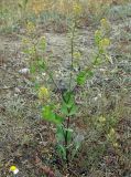 Lepidium perfoliatum. Цветущее и плодоносящее растение. Калмыкия, Черноземельский район. 24.04.2010.