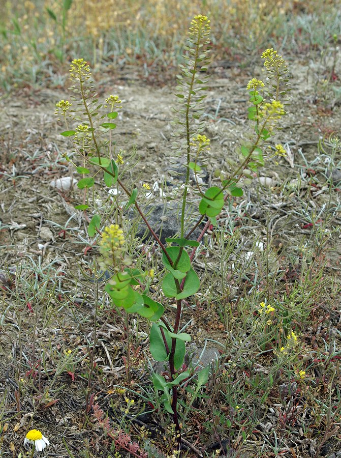 Image of Lepidium perfoliatum specimen.