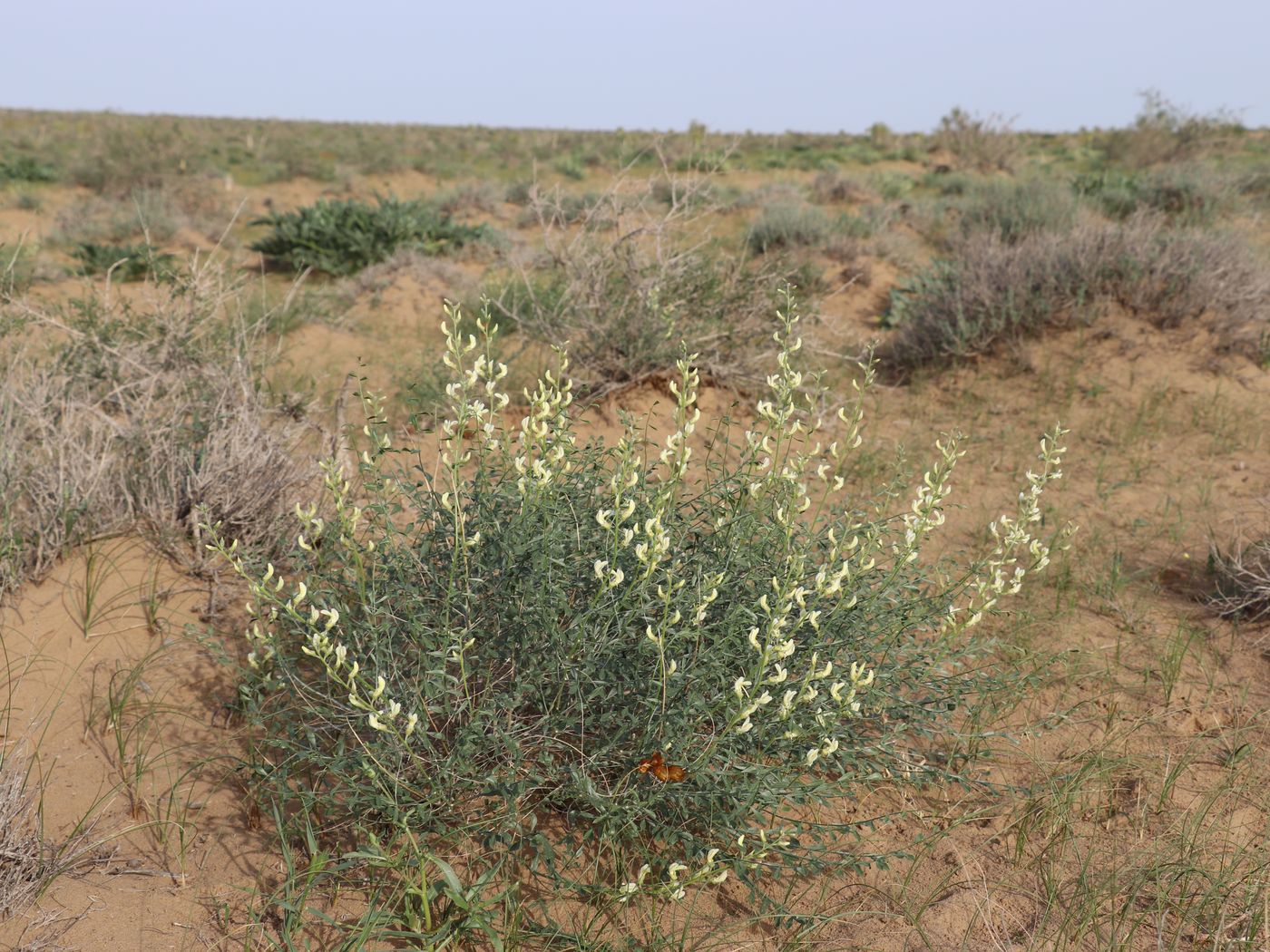 Изображение особи Ammothamnus lehmannii.