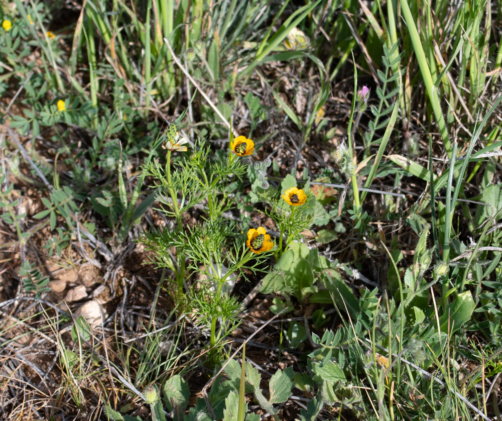 Image of Adonis dentata specimen.