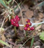 Helichrysum sanguineum. Верхушка побега с соцветиями. Израиль, горы Самарии, западная часть, поселение Альпей Менаше, обочина тропы на каменистом склоне. 28.04.2022.