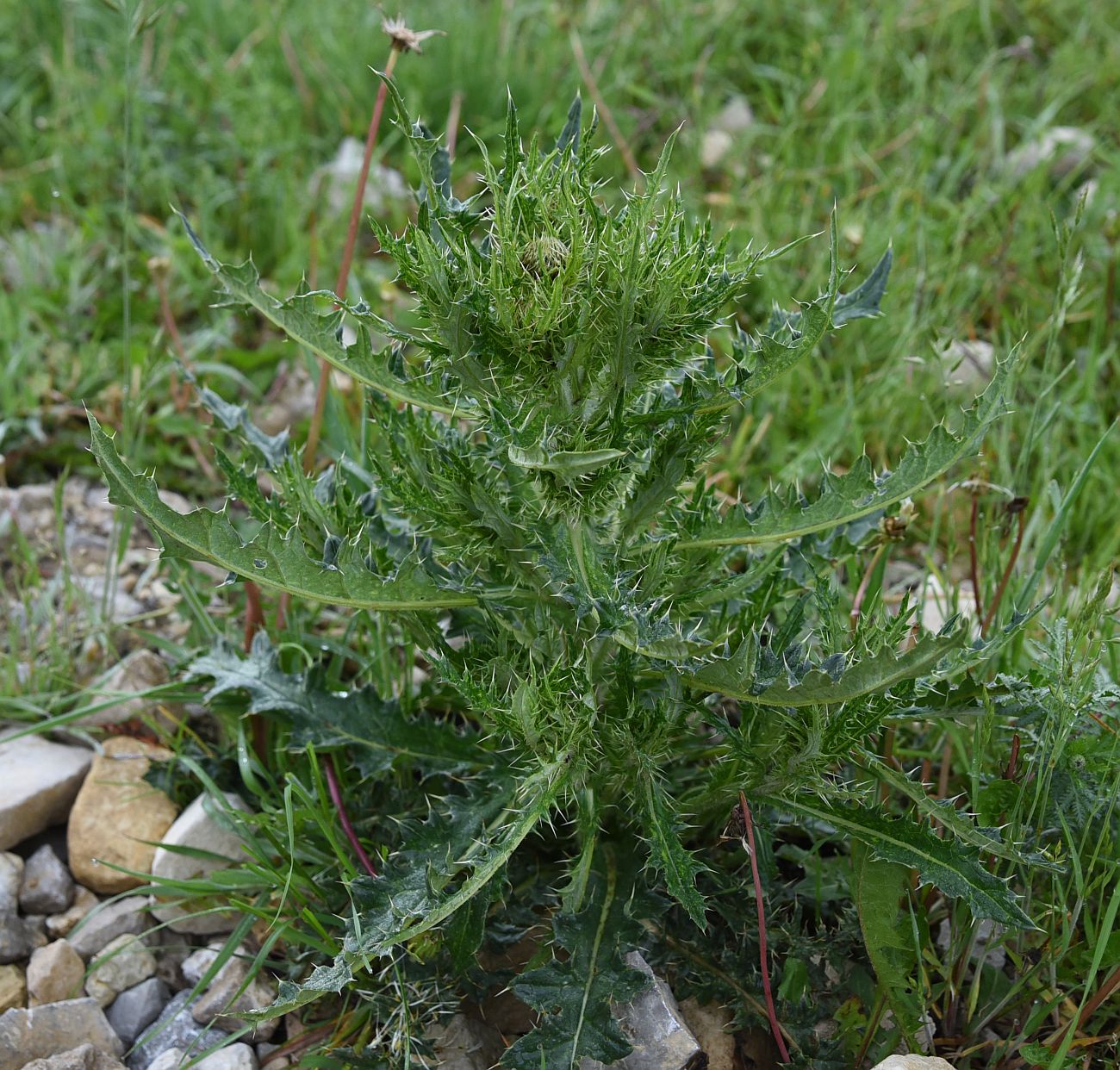 Изображение особи Cirsium obvallatum.