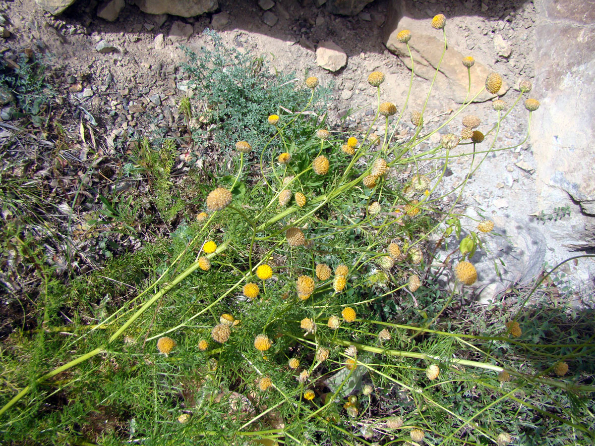 Image of Tanacetopsis setacea specimen.