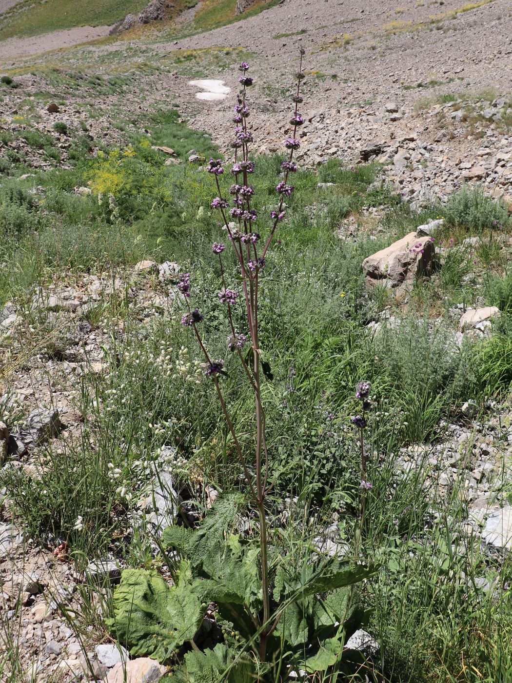 Image of Phlomoides brachystegia specimen.