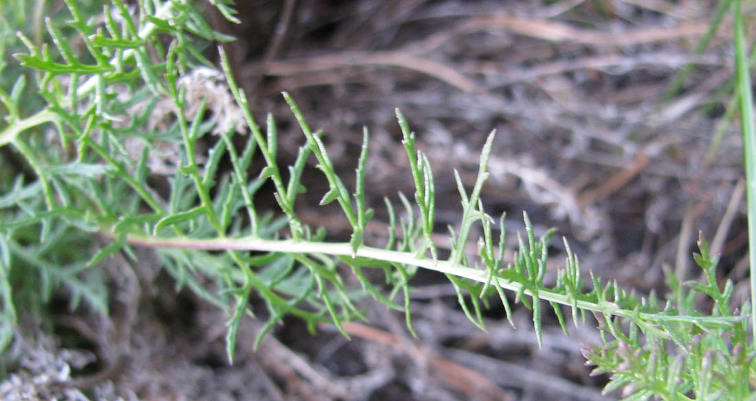 Image of Pedicularis rubens specimen.