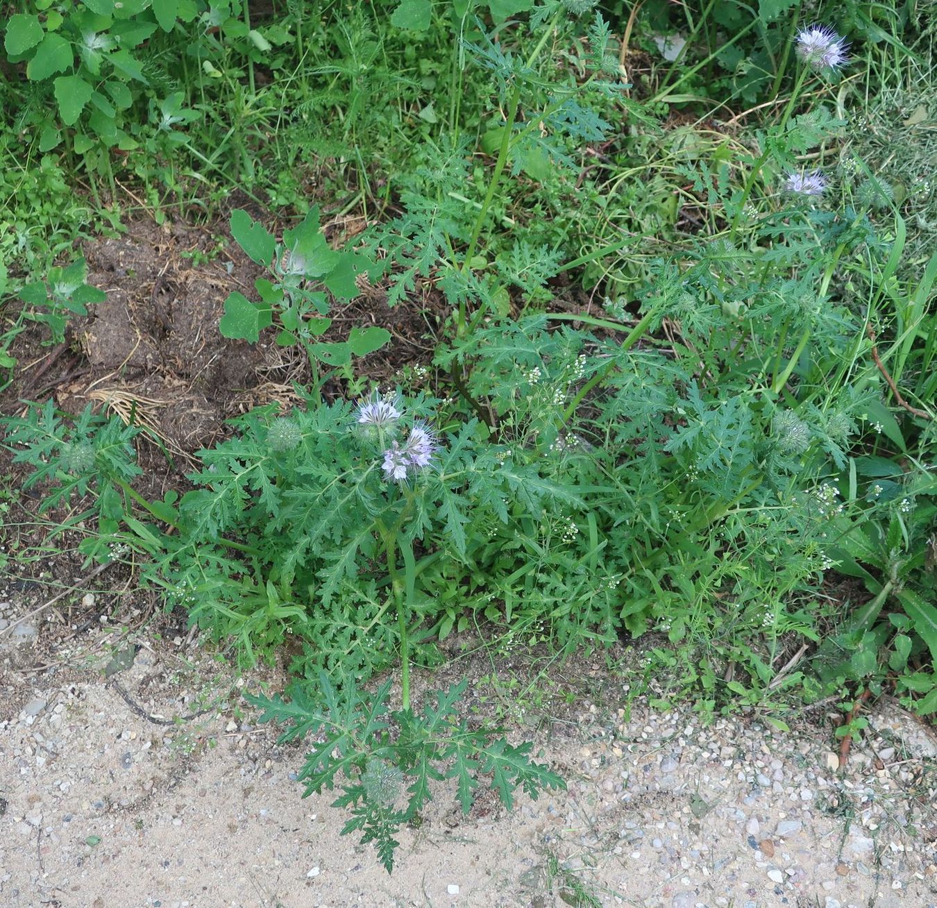 Image of Phacelia tanacetifolia specimen.