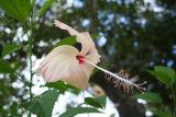 genus Hibiscus. Цветок. Папуа Новая Гвинея, регион Момасе, провинция Восточный Сепик, река Юэт, деревня Kanduanum. 27.08.2009.