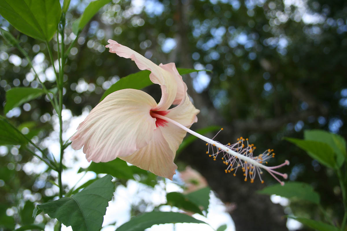 Изображение особи род Hibiscus.