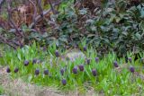 Fritillaria latifolia