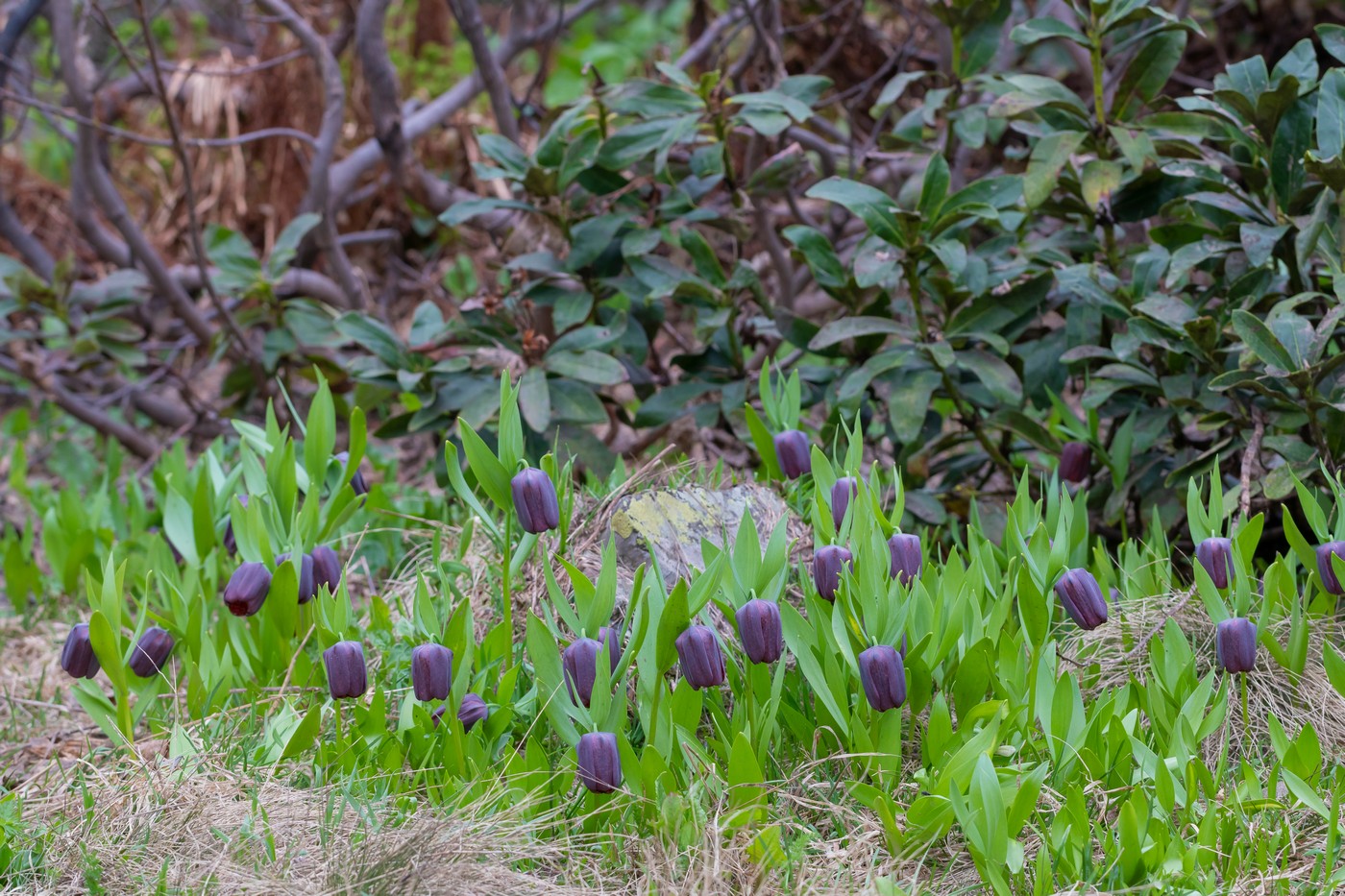 Изображение особи Fritillaria latifolia.