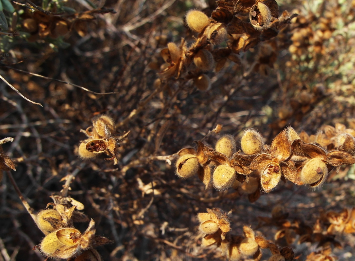 Image of Helianthemum kahiricum specimen.