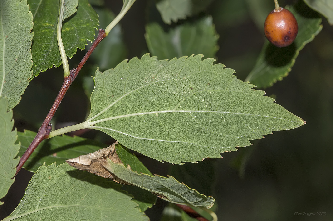 Изображение особи Celtis glabrata.