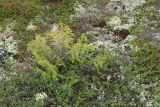 Picea obovata. Угнетённое молодое растение в тундре. Мурманская обл., окр. г. Заозёрск, высота 314.9, воронично-ерниковая лишайниковая каменистая тундра. 01.08.2022.