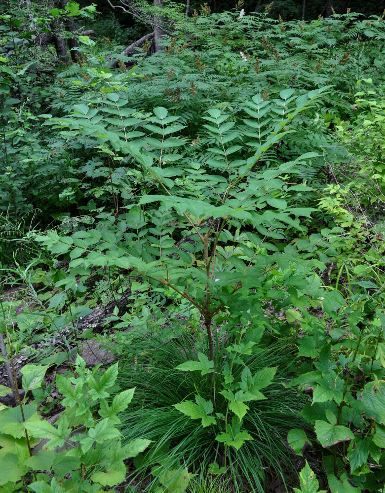 Изображение особи Aralia elata.