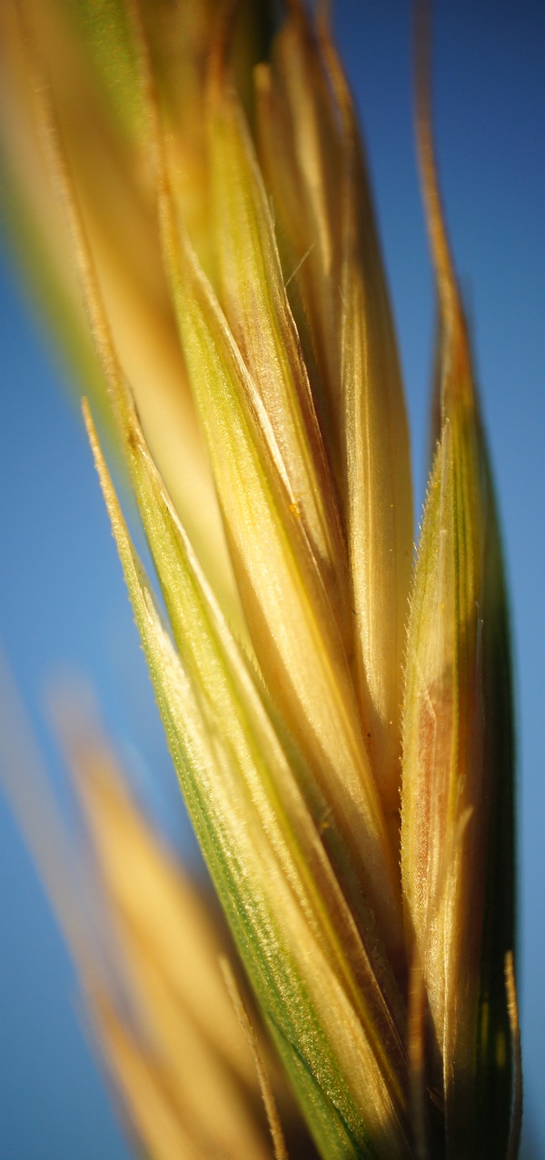 Изображение особи Elytrigia repens.