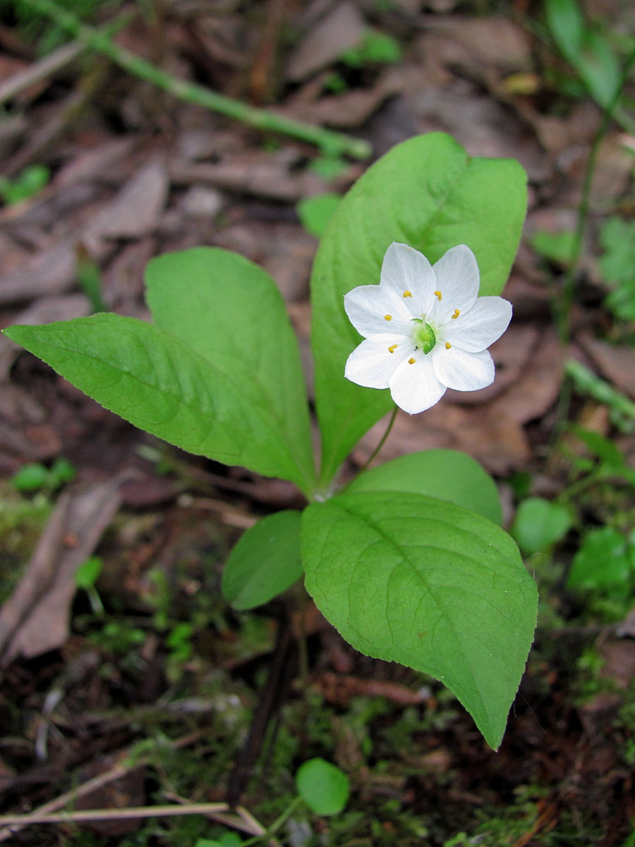 Image of Trientalis europaea specimen.