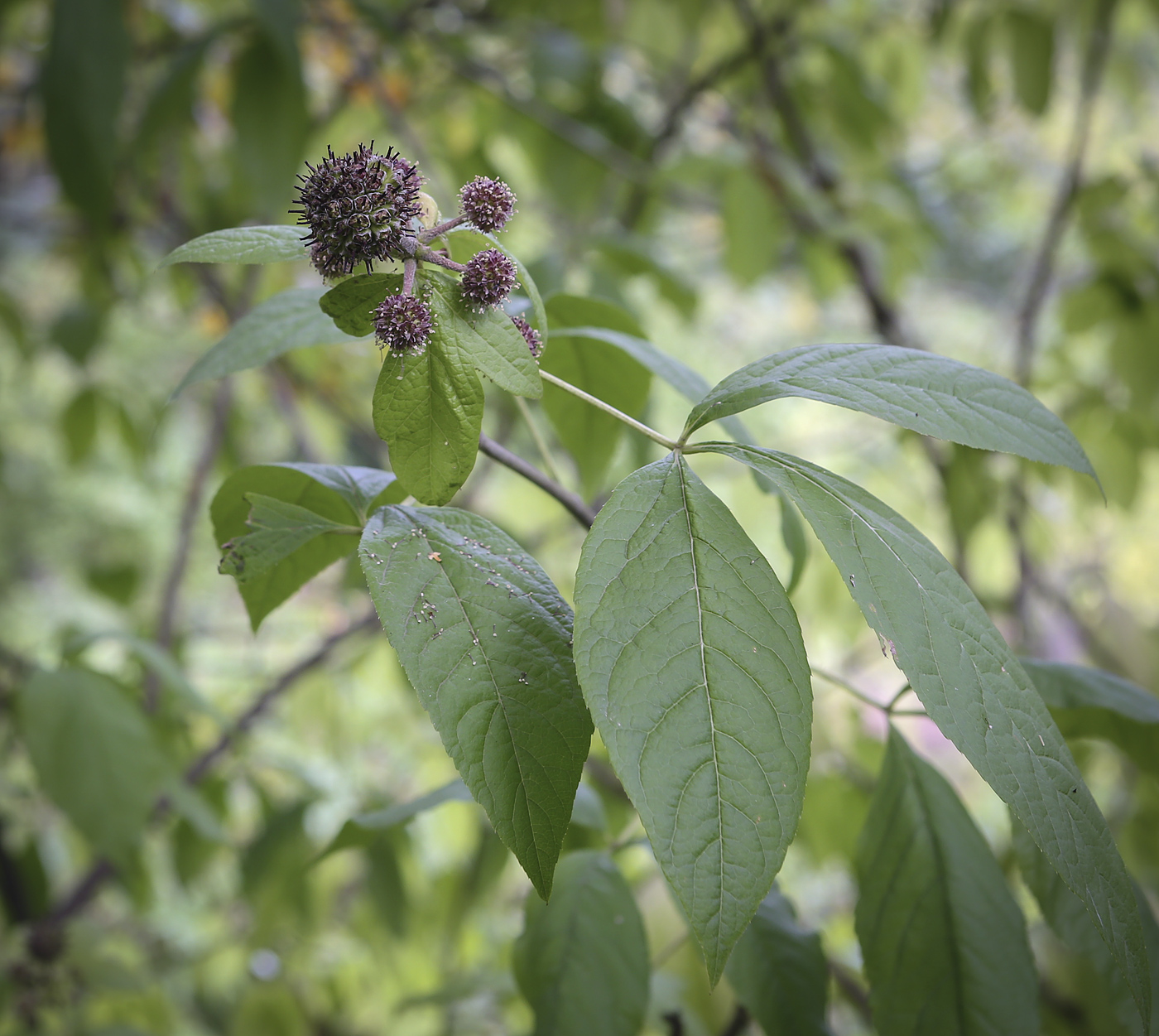 Изображение особи Eleutherococcus trifoliatus.