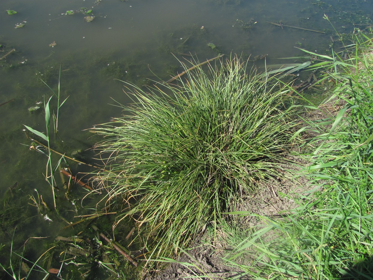 Image of Carex hordeistichos specimen.