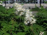 Sorbaria sorbifolia