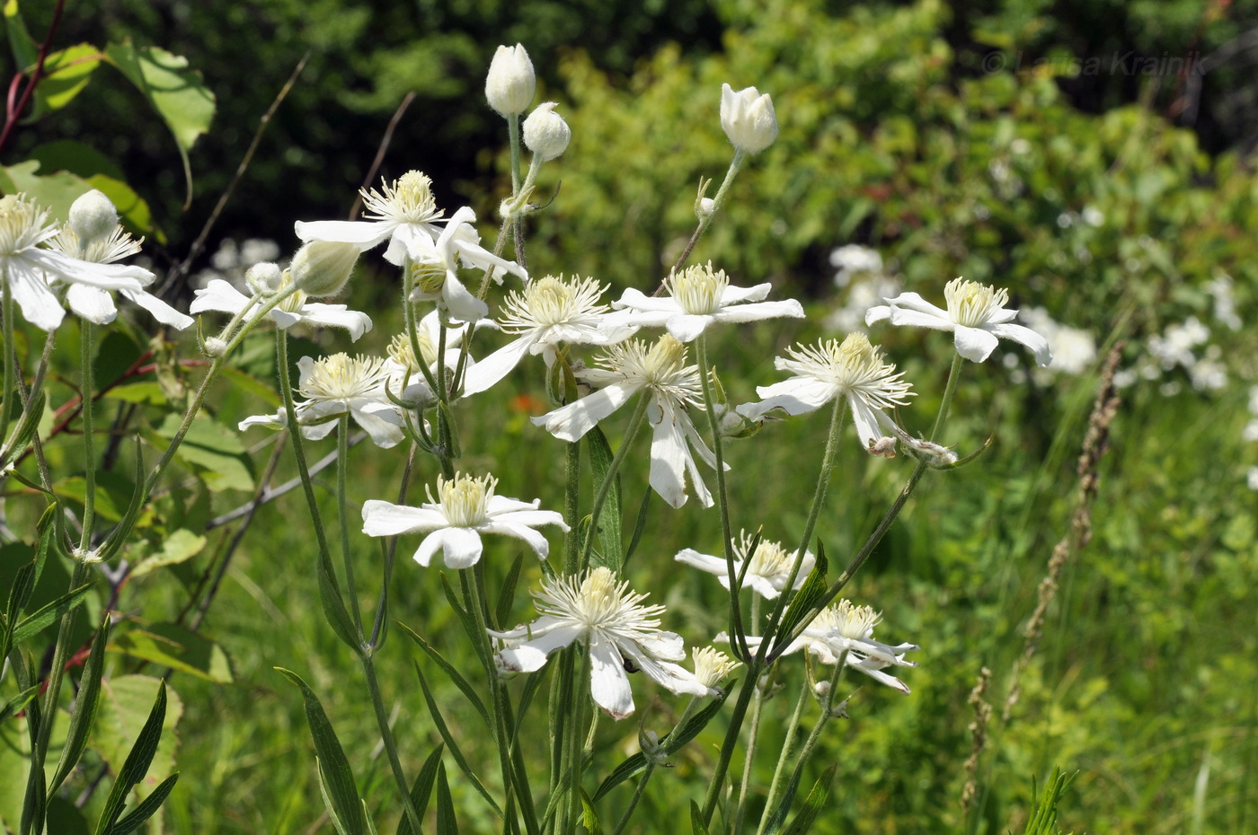 Image of Clematis hexapetala specimen.