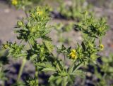 Potentilla norvegica. Верхушка цветущего растения. Пермский край, г. Пермь, Кировский р-н, газон. 02.07.2022.