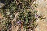 Erodium cicutarium. Цветущие и плодоносящие растения. Испания, Каталония, пров. Жирона, комарка Баш Эмпорда, муниципалитет Тороэлья-де-Монгри, юго-восточный сектор плато Монтанья Гран, разреженные заросли кустарников (гаррига), каменистый субстрат. 22.03.2023.