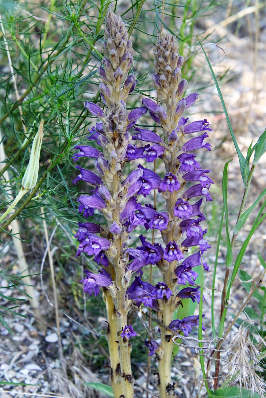 Image of Phelipanche arenaria specimen.