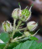 Rubus caucasicus