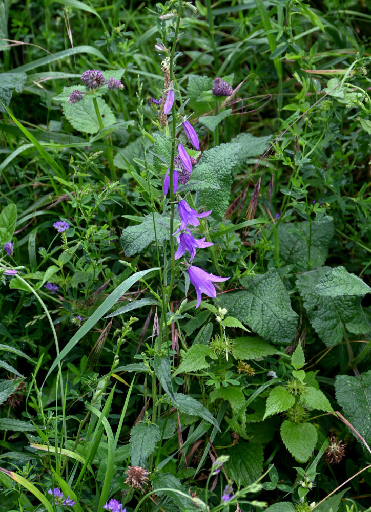 Image of Campanula rapunculoides specimen.