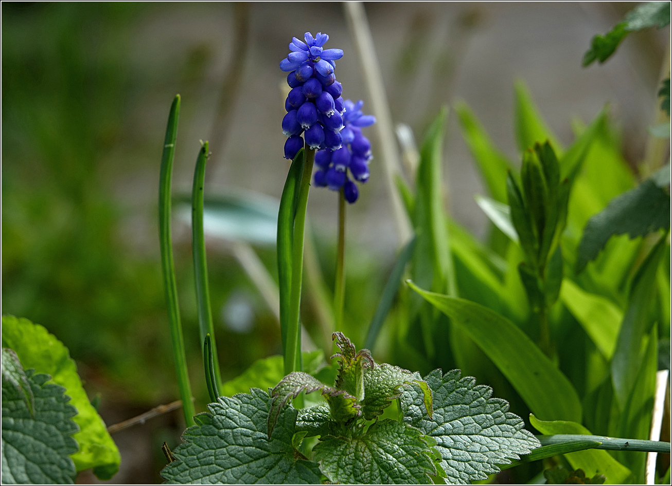 Image of Muscari botryoides specimen.