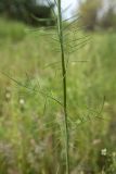 Sisymbrium altissimum. Часть побега. Ростовская обл., Каменский р-н, окр. станицы Калитвенская, песчаная степь. 08.05.2023.