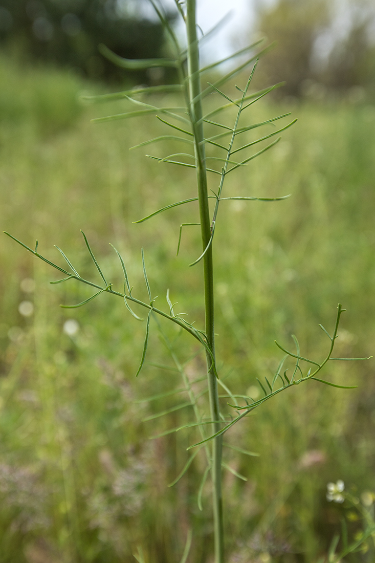 Image of Sisymbrium altissimum specimen.