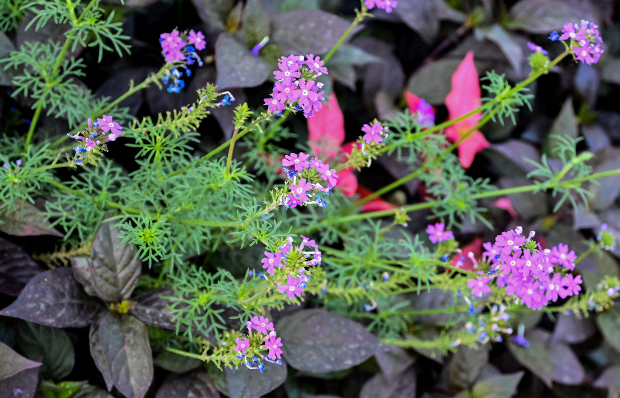 Изображение особи Glandularia pulchella.