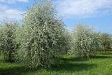 Pyrus salicifolia. Цветущие растения на газоне с аспектом цветущих Taraxacum. Санкт-Петербург, Фрунзенский р-н, парк \"Яблоневый сад\", в культуре. 14.05.2023.